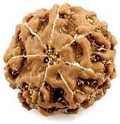 BuyRudraksha Indonesian Che Mukhi / Six Faced Rudraksha Beads