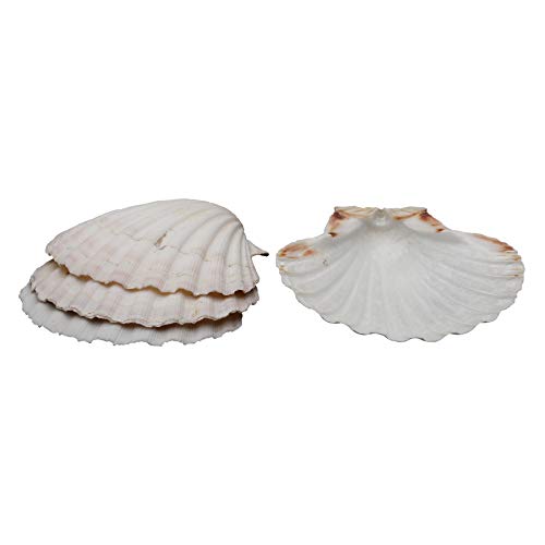 HIC Naturel Coquilles de cuisson Set of 12