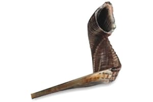 SHOFAROT ISRAEL shofarot Israël casher Shofar RAM de corne Shofar Taille M 33–35 cm Noir Poli/foncé