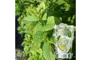 HORTIFLOR BUREAU Mentha Mojito Mentha Hemigwayensis (lot de 3 pieds)