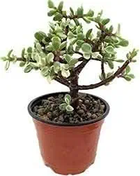 Delorea Indoor Crassula Good Luck Button Jade Plant with Plastic Pot (Lucky Plant Air Purifier)