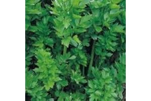 GEOPONICS graines de semence - livèche - 300 graines