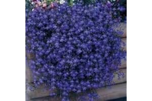 SVI Semi 50+ Trailing Blu Lobelia Regatta perenne fiore/ideale per appendere cesti