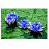 3 Adet Mavi Lotus Tohumu Nil&uuml;fer Tohumu