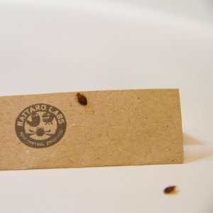 Nattaro Safe Bettwanzen-Tape; 1 Meter Kieselgur-Klebeband zur wirksamen Bekämpfung von Bettwanzen - 4