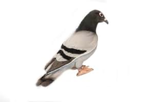peluche pigeon