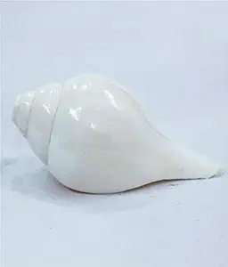 Vky's Blowing shankh Original