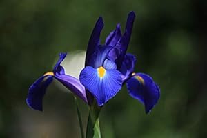 FLORA IMPORT 25 X Iris Olandese Blue Magic - Iris Blue Magic - Bulbi Alta Qualità (25)