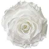 ETERNAL ROSES, XXL Rosenkopf, konserviert; Farbe White