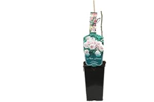 Rosier grimpant 'New Dawn' rouge - 3,5L Conteneur