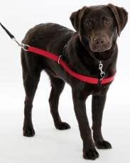 walkezee harness amazon