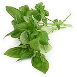 pesto de albahaca con crema Clavo 125mg perfumada de albahaca Semillas ~ ~ Savory y salsa de pesto