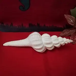 DivineTemples Rare Conch Shell (White)