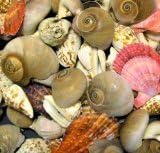 Bumper Bucket of Seashells - 500g