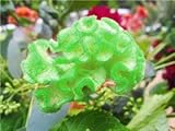 Mejor apto para jardinerÃ­a en terraza, cultivo en bolsa, jardinerÃ­a en cocina, jardinerÃ­a en poly house y jardinerÃ­a en la azotea