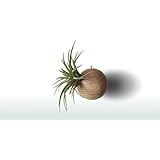 Tillandsia im Hängen Holzkugel | Blumen Deko Holz | Tillandsien Deko | Luftpflanzen Deko | Blumentopf hängend | Tillandsia Brachycaulos var. Abdida oder Tillandsia Usneoides