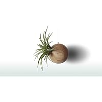 Tillandsia Brachycaulos var. Abdida Im Hängend Blumentopf Holzkugel Natur Ø 10 cm | Tillandsien Pflanzen Übertopf | Luftpflanzen Pflanztopf Hängend