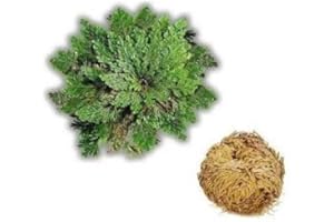 Rose von Jericho von Dragonspice Naturwaren