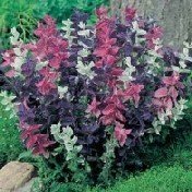 Grow Your Secret Garden Clary Sage Seeds (Monarch Mix)