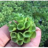 Salvinia Cuculatta 2 K&ouml;k Su &Uuml;st&uuml; Bitkisi Akvaryum ve Havuz Bitkisi