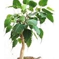 Greenursery Peepal Ornamental & Shade Trees Plant with Plastic Pot and Fertelizer