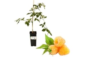 P. Piantine da Orto | Lampone Giallo Rifiorente, Vaso da 2L, Pianta Pronta per Il Trapianto, Pianta Vera da Orto, da Balcone e da Esterno, Vivaio Italiano