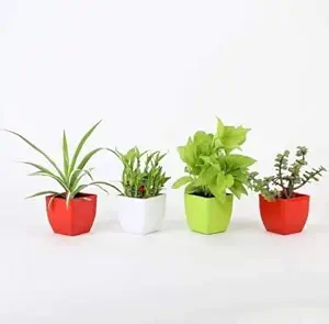 VishNature Golden Money Plant,Spider & Two Layer Lucky Bamboo and Jade Plant in Plastic Pot/Indoor/Outdoor/Living/Live Plant/Air Purifying