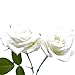 Produktbild 12 künstliche Seidenlatex-Rosen Blumen Hochzeit Bouquet Brautschmuck Bündel echt Touch Blumen Blumensträuße Realistische Blumen Rosen Blumenstrauß Elfenbein
