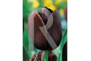 ROCALBA Bulbos de tulipan queen of night (bolsa 5 bulbos)