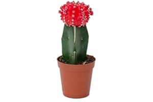 DECOALIVE Mini Cactus Injertado Mix Color Gymnocalycium Mihanovichii Cactus de Interior (8436601573636)