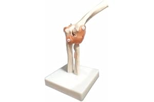 BoNew-Oral Life Size Elbow Joint Anatomical Model Skeleton - Human Medical Anatomy