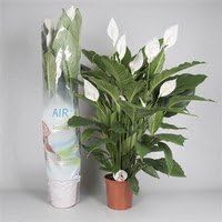 XL Peace Lily - Spathiphyllum 120 cm +/- Potsize: 24cm / Natural Air Cleaning Indoor House Plant - very easy