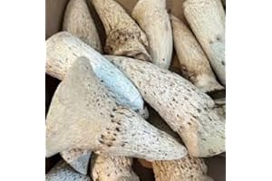 GENERIC Cow Horn Marrow for dogs 500g Natural treat, Zero fat chew by Two Amigos Pet Supplies