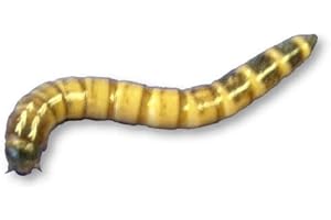Livefood UK Live Morio Worms Mega tub 80g Livefood for Reptiles, Chickens and Birds (80 gram)