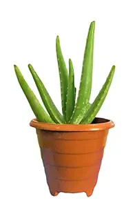 CharmyGreen Decorative & Medicinal Aloe Vera Low Maintenance Succulent Plant with Pot - for Home & Garden