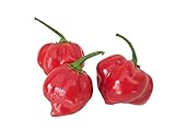 semillas habanero jaguar Semillas Pack Gigante Roja Habanero pimienta caliente -> 10 Semillas por Samenchilishop