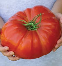 Riesen Tomaten 'Behemoth' 20 Seeds