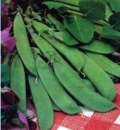 Premier Seeds Direct PEA07 Pea Mange Touts Carouby De Muasanne Seeds (Pack of 350)