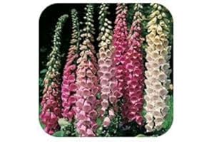 GROWTANICAL 6 x Foxglove Digitalis 'Foxy Mixed' Plug Plants Large