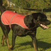 Yoko-YK180-Hi-vis-dogs-vest-HVDW15-Personalised-or-Plain