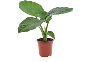 GARDEN CENTER SHOP BY VM PLANTA DE INTERIOR ALOCASIA MACRORRHIZA NATURAL (MARQUESA o TARO GIGANTE) 60-70CM PARA INTERIOR COLOCASIA