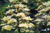 White Chestnut Bach Flower Remedy