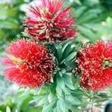 Callistemon Semillas Graines Germination El Mejor - 