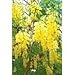 Produktbild 15 GOLDEN SHOWER TREE Gold Rush Yellow Cassia Fistula Flower SeedsComb S/H by Seedville by Seedville