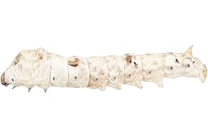 Livefoods4u Live Silkworms Small 15-20mm - Live Food for Reptiles and Amphibians - Approx 18