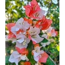 Original & Authentic Maharani Bougainvillea Live Plant - Stunning ...