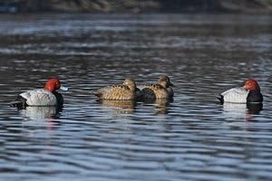 Greenhead Gear Pro-Grade Duck Decoy,Redhead Sleeper Pack,1/2 Dozen 73196 by Greenhead Gear