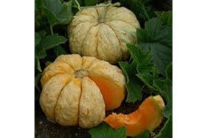 HENSITA French Heirloom Heritage Melon Seeds. Prescott Fond Blanc. Certified Organic Grower