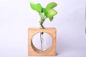 Pots & Plants Glass Tube Table Top Planter with Wooden Stand | Hydroponic Planter for Home Decor Tabletop Glass Terrarium Wooden Stand | Perfect for Propagating Hydroponic Plants | Home Garden Office Decoration | Perfect Gift