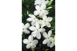 COUNTRY CLIMBERS & GARDEN FAVOURITES Jasmine officinale deciduous Climbing Plant White Scented Flowers Through Summer Grown in 1 Litre Pot on Tripod of 60cm Canes. Popular with Bees